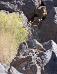 Canyon Towhee